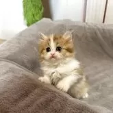 ペルシャ