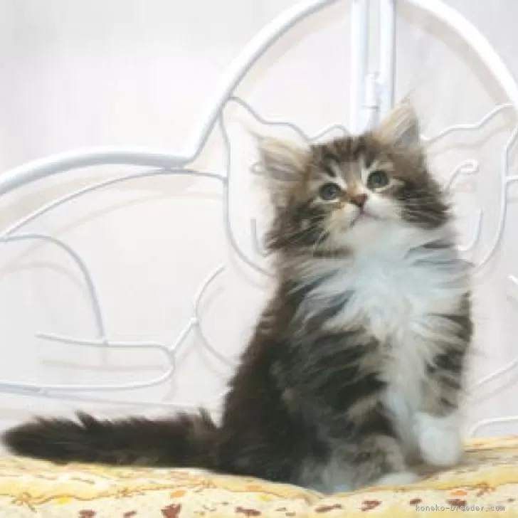 ID:2411-00694の子猫