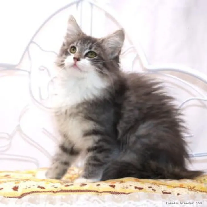 ID:2310-02974の子猫