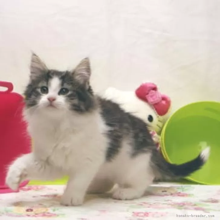 ID:2502-02301の子猫
