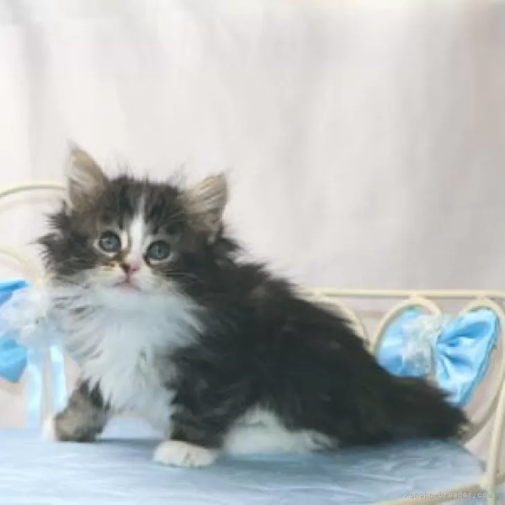 ID:2502-00735の子猫