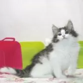 ノルウェージャンフォレストキャット