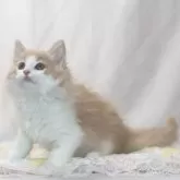 ノルウェージャンフォレストキャット