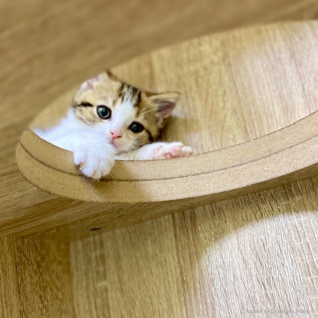 佐藤秀夫ブリーダーのブログ：子猫ちゃんの可愛いお写真とれました！