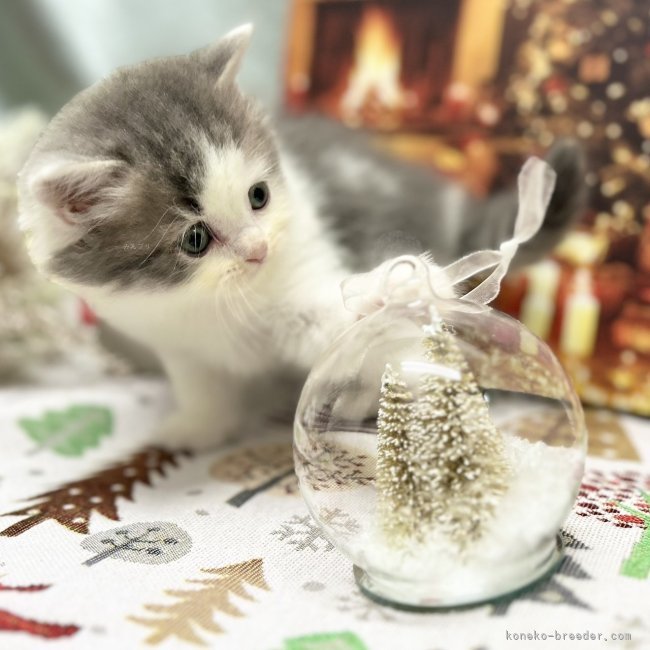 佐藤秀夫ブリーダーのブログ：🎄クリスマスキャンペーン🎄