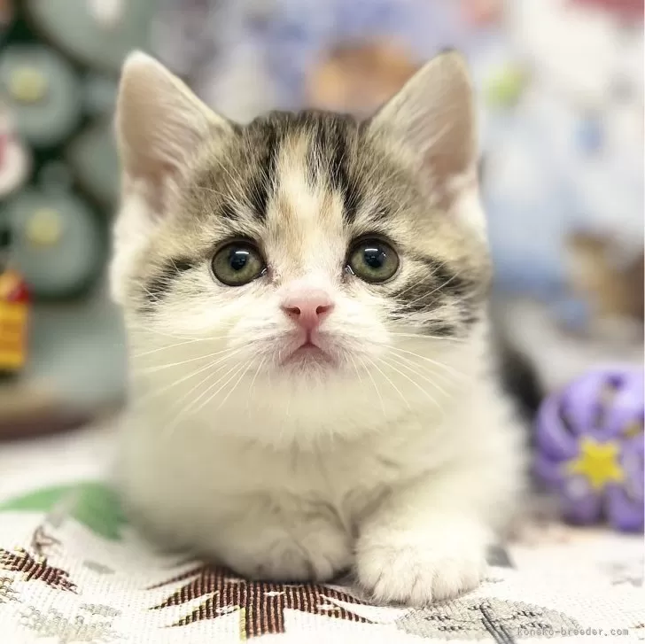ID:2411-02417の子猫