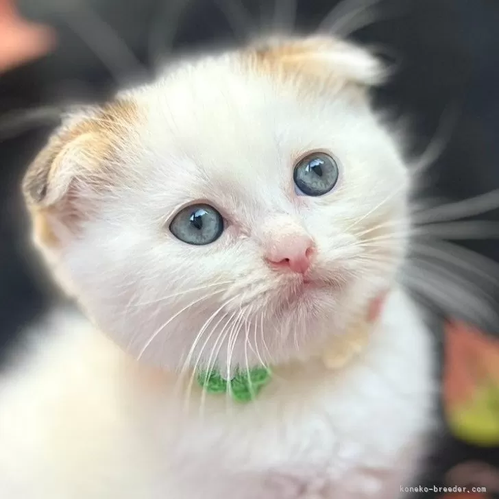 ID:2409-03289の子猫
