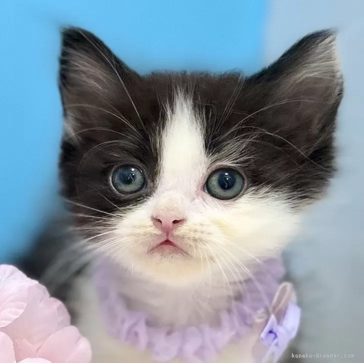 ID:2504-03015の子猫