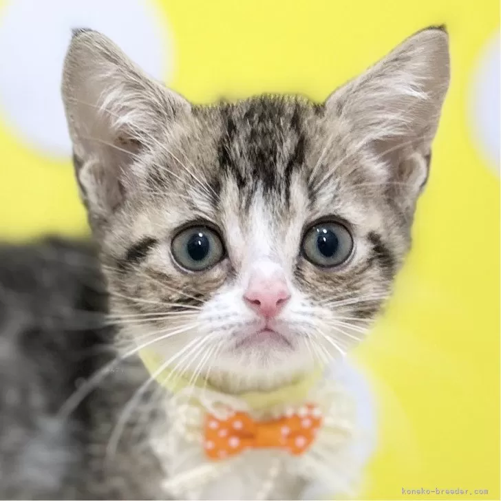 まり 様のお迎えした子猫