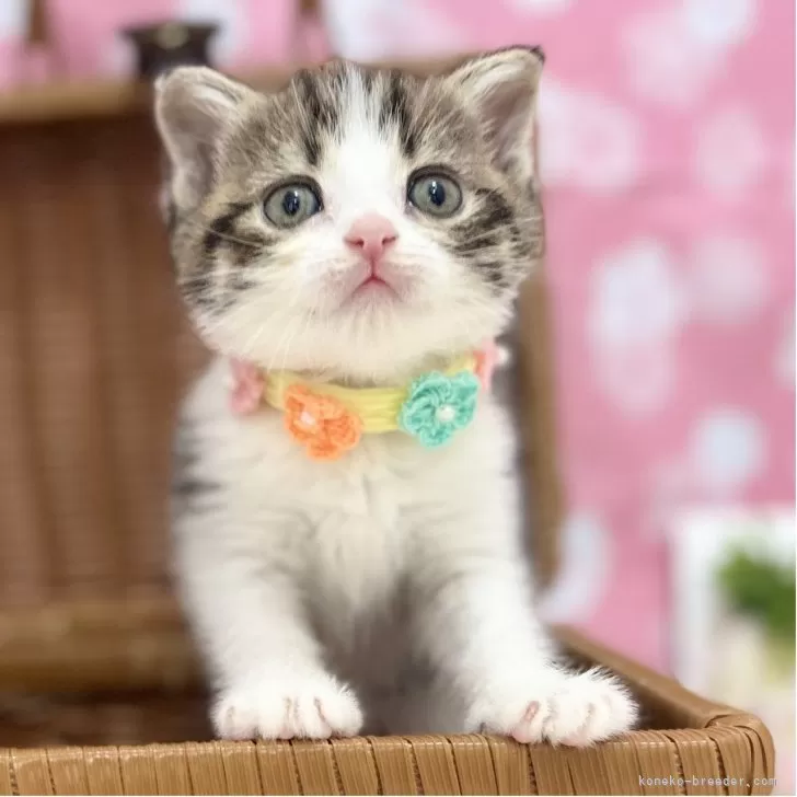 ID:2504-03110の子猫
