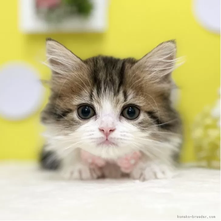 H.S 様のお迎えした子猫
