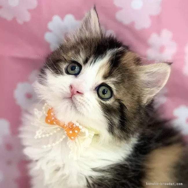 ID:2504-03035の子猫