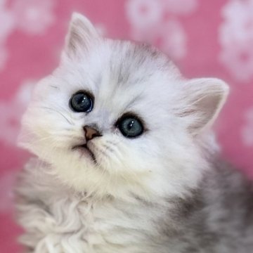 ミヌエット(長足)【神奈川県・男の子・2025年2月4日・チンチラシルバー（長毛）】の写真「くっきりお目目のイケメンくん💕」