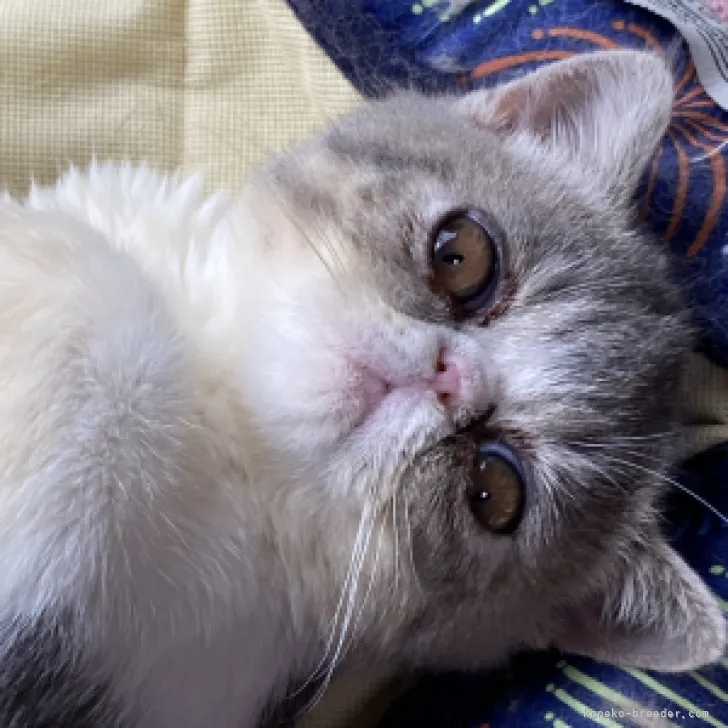 ID:2307-01738の子猫