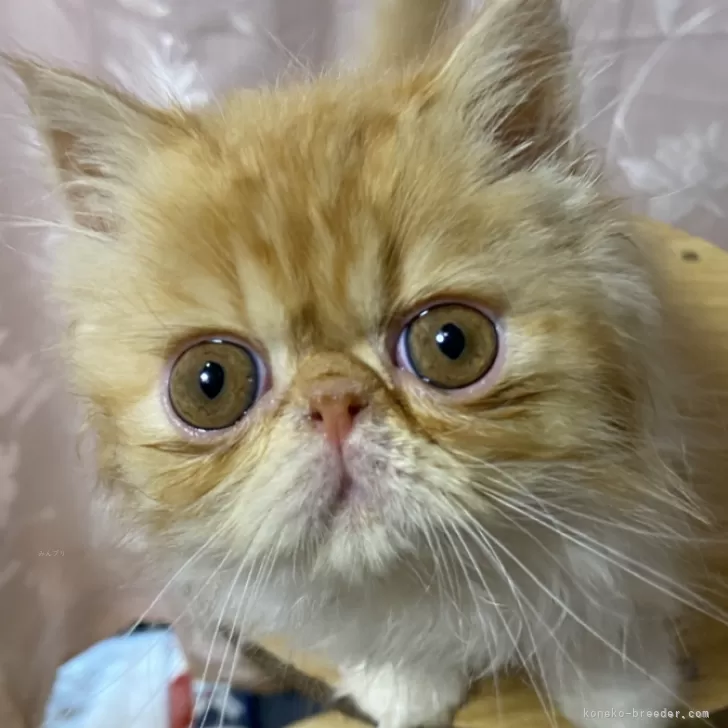 ID:2504-00765の子猫