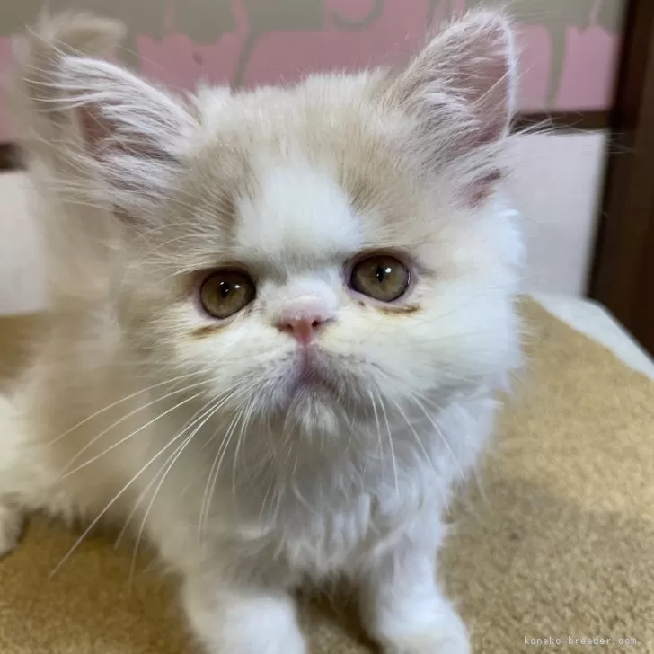 ID:2504-01068の子猫