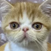 エキゾチックショートヘア