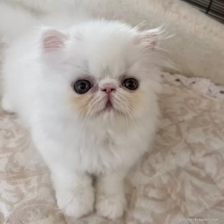 ID:2408-02447の子猫