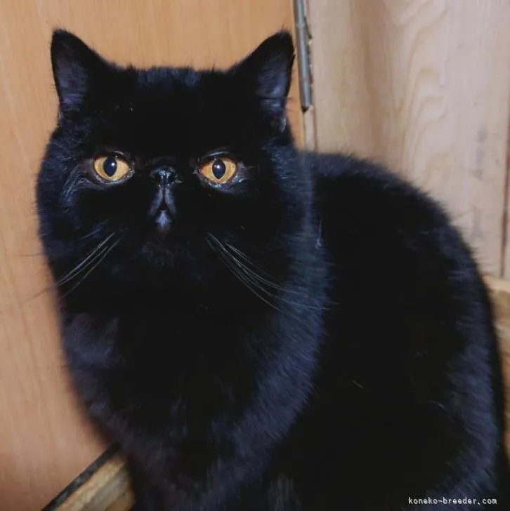 ID:2206-02083の子猫
