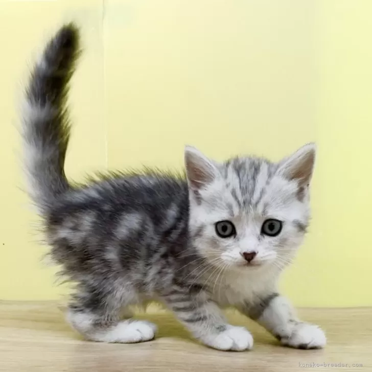 ID:2402-00266の子猫