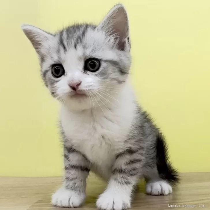 ID:2402-00682の子猫