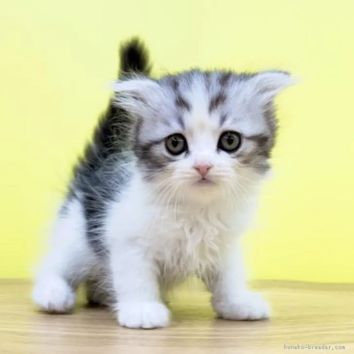 ID:2208-02186の子猫