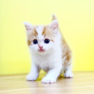 マンチカン【東京都・男の子・2022年5月24日・レッドタビー&ホワイト】の写真「🌴サマーセール🌺マンチカン◆男の子◆足長」