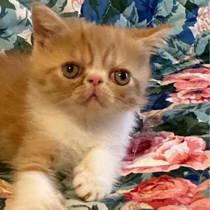 ID:2409-00463の子猫