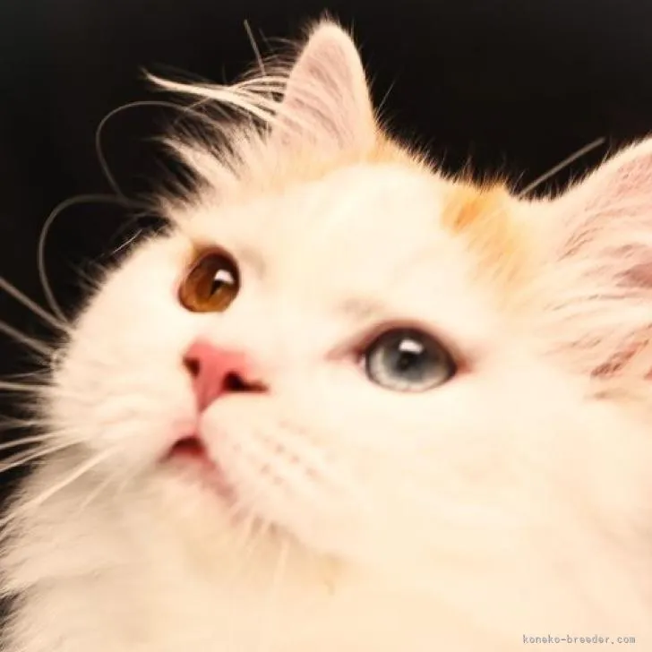 ゆま 様のお迎えした子猫