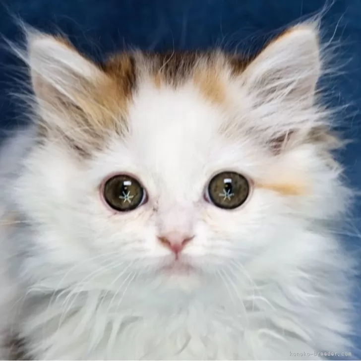ID:2402-00971の子猫