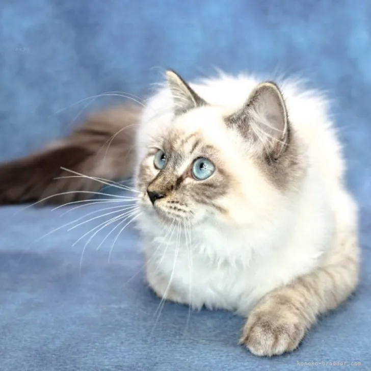 ID：2308-00157の子猫