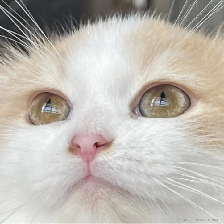 ID:2302-01460の子猫