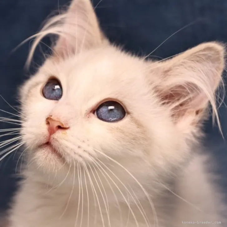 ID:2307-02468の子猫