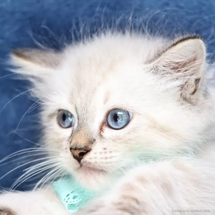 ID:2409-00028の子猫