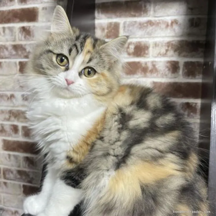 ID:2211-00347の子猫