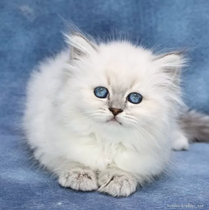 ID:2504-02245の子猫