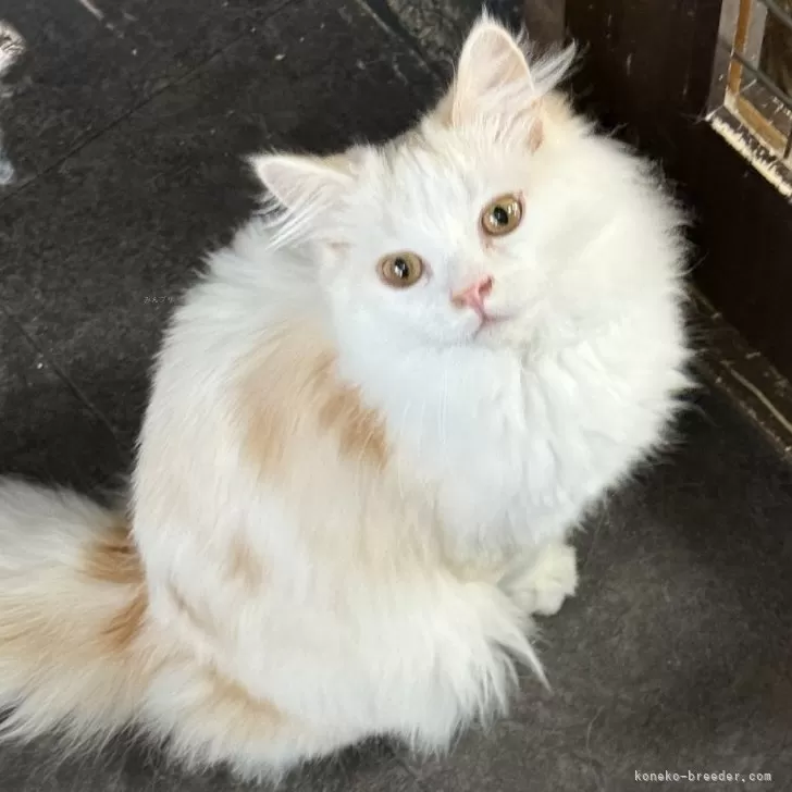 ID:2409-02574の子猫