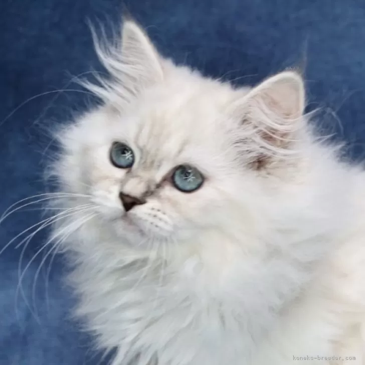 ID:2503-02035の子猫