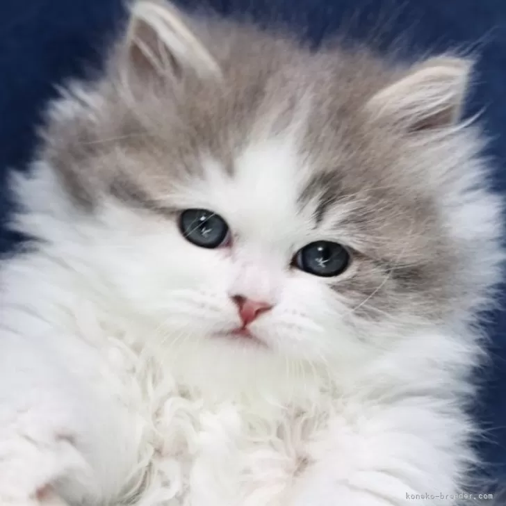 ID:2503-00930の子猫