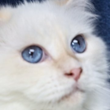 サイベリアン【京都府・男の子・2024年7月30日・クリームポイント(ネヴァマスカレード)】の写真「両親外産の優良血統✨去勢済❗️驚きの瞳の青さ💙」