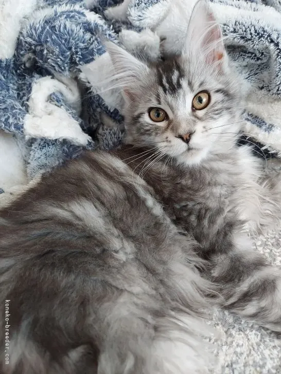 ID:2202-02010の子猫