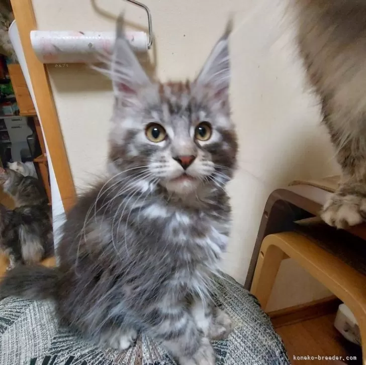 ID:2412-02463の子猫