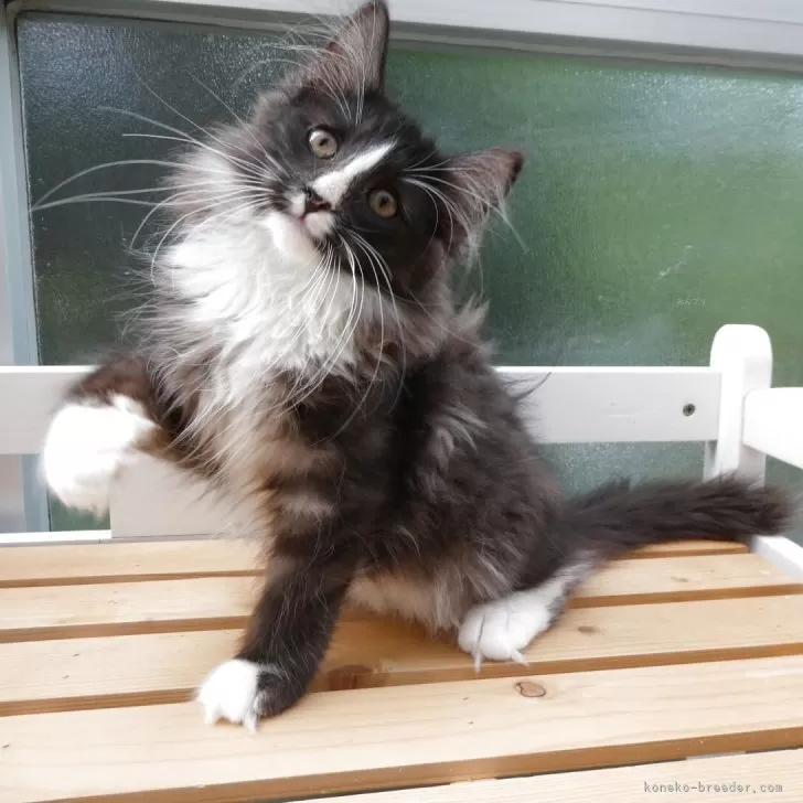 K.Y 様のお迎えした子猫