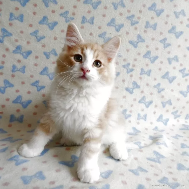 ID:2503-02642の子猫