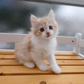 ノルウェージャンフォレストキャット