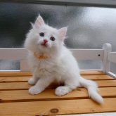 ノルウェージャンフォレストキャット