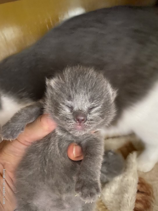 林良子ブリーダーのブログ ブリテッシュショートヘアーの赤ちゃん産まれました 10 31 みんなの子猫ブリーダー