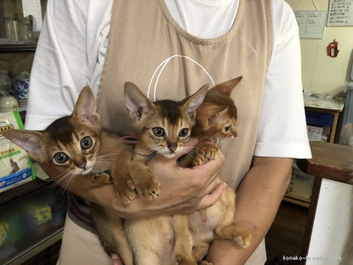 アビシニアンのチビ猫ちゃん勢揃い 林良子ブリーダー みんなの子猫ブリーダー