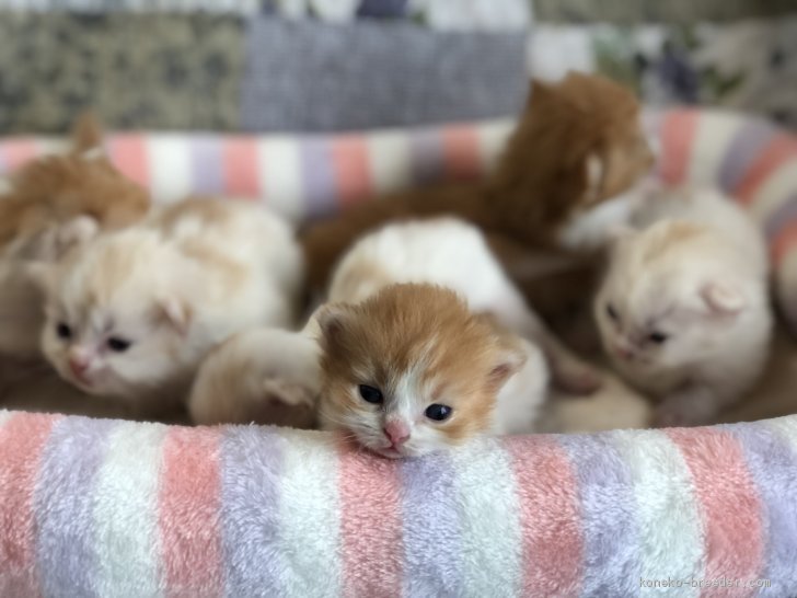 マンチカンの赤ちゃん可愛くなってきました 林良子ブリーダー みんなの子猫ブリーダー