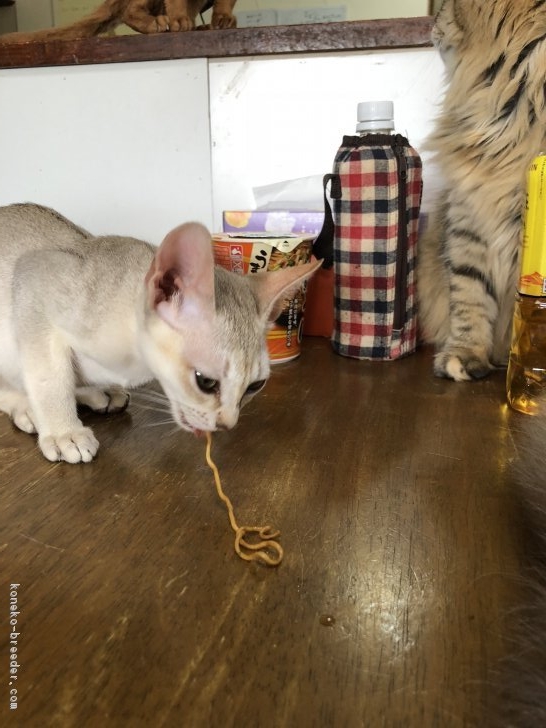 ラーメンを食べている シンガプーラ君 林良子ブリーダー みんなの子猫ブリーダー